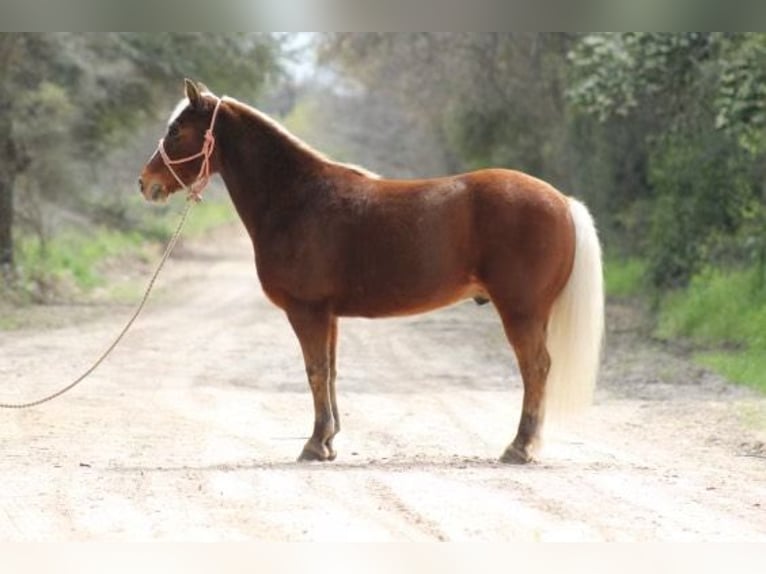 American Quarter Horse Castrone 9 Anni Sauro scuro in Grapeland TX