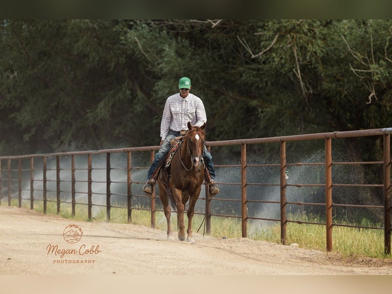 American Quarter Horse Castrone 9 Anni Sauro scuro in Caldwell