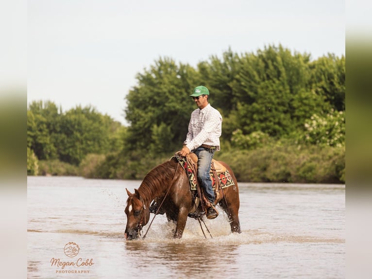 American Quarter Horse Castrone 9 Anni Sauro scuro in Caldwell