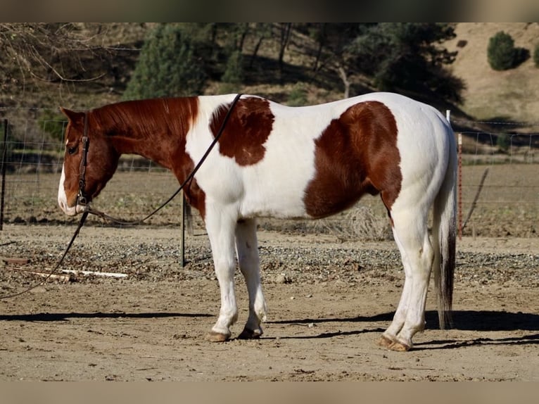 American Quarter Horse Castrone 9 Anni Sauro scuro in PAICINES, CA