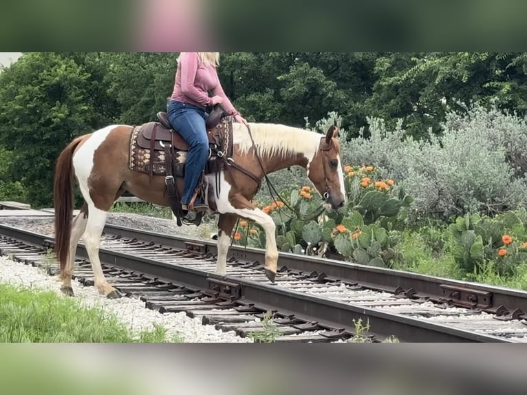 American Quarter Horse Castrone 9 Anni Tobiano-tutti i colori in Weatherford TX