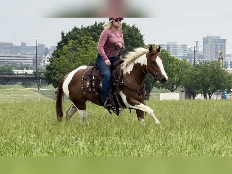 American Quarter Horse Castrone 9 Anni Tobiano-tutti i colori in Weatherford TX