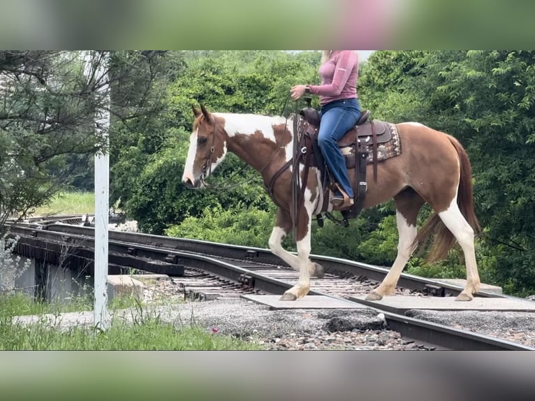 American Quarter Horse Castrone 9 Anni Tobiano-tutti i colori in Weatherford TX