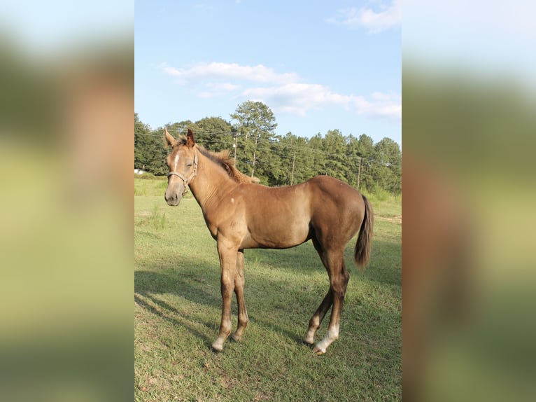 American Quarter Horse Castrone Puledri (05/2024) 152 cm Grigio in Poplarville