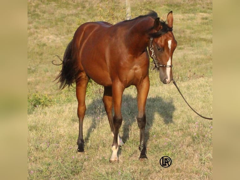 American Quarter Horse Castrone Puledri (04/2026) Baio in VARSI PR