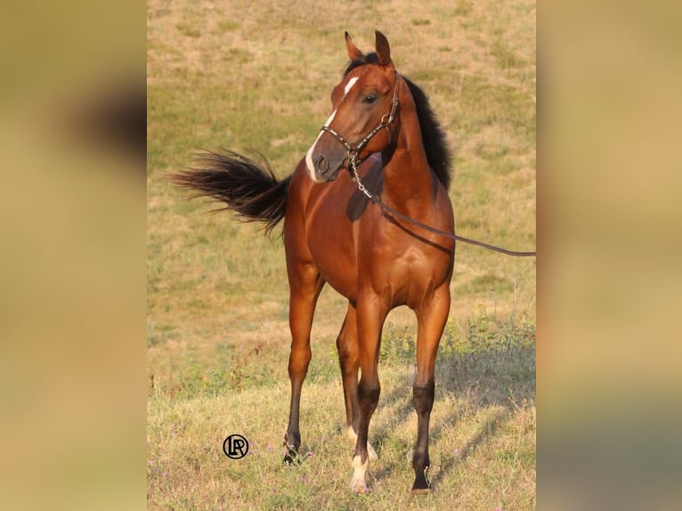 American Quarter Horse Castrone Puledri (04/2026) Baio in VARSI PR