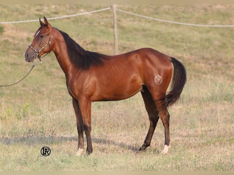 American Quarter Horse Castrone Puledri (04/2026) Baio in VARSI PR