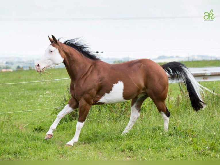 American Quarter Horse Unbekannt Embryo 150 cm Fuchs in Illingen