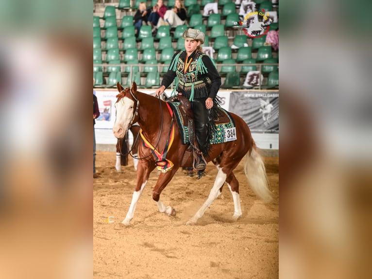 American Quarter Horse Unbekannt Embryo 150 cm Fuchs in Illingen