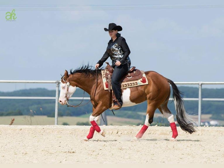 American Quarter Horse Onbekend Embryo 150 cm Vos in Illingen