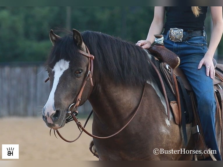 American Quarter Horse Gelding 10 years 11,2 hh Tobiano-all-colors in Weatherford TX