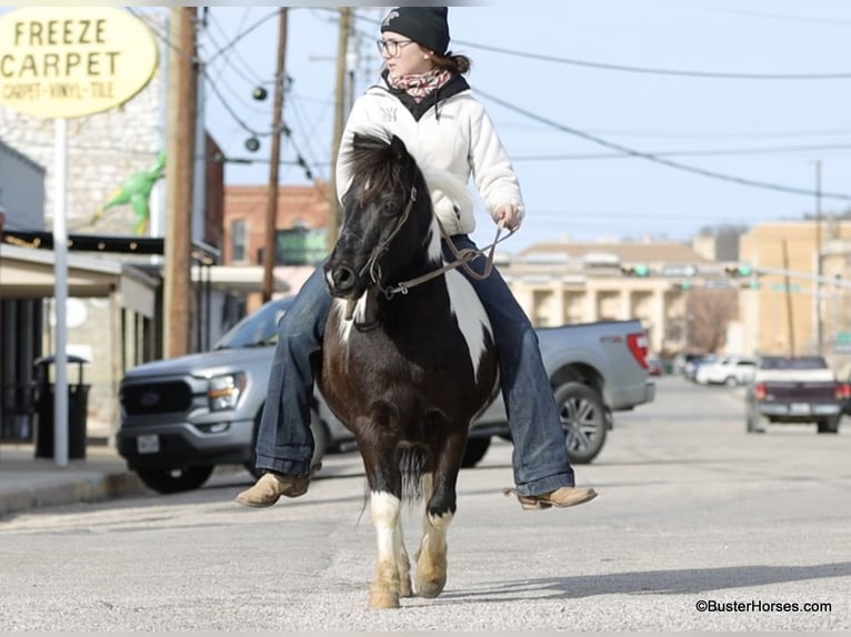 American Quarter Horse Gelding 10 years 11 hh Tobiano-all-colors in Weatherford TX