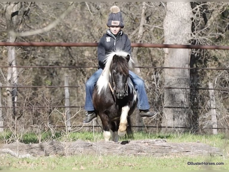 American Quarter Horse Gelding 10 years 11 hh Tobiano-all-colors in Weatherford TX