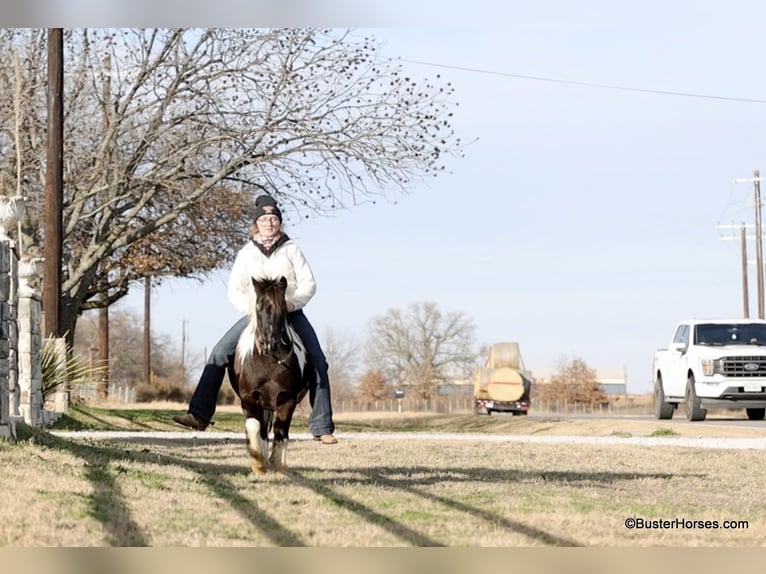 American Quarter Horse Gelding 10 years 11 hh Tobiano-all-colors in Weatherford TX