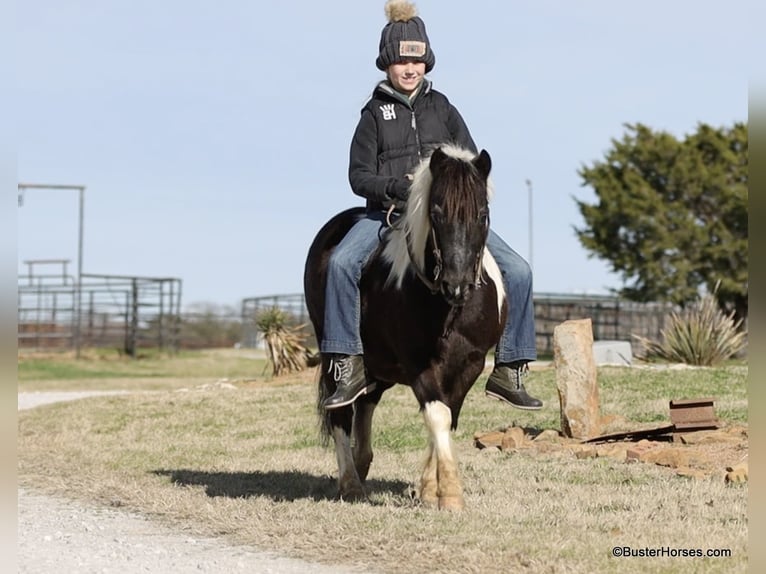 American Quarter Horse Gelding 10 years 11 hh Tobiano-all-colors in Weatherford TX