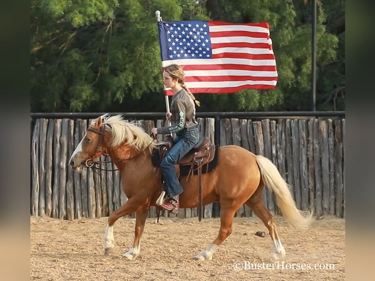 American Quarter Horse Gelding 10 years 12,1 hh Palomino in Weatherford TX