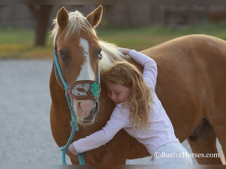 American Quarter Horse Gelding 10 years 12,1 hh Palomino in Weatherford TX