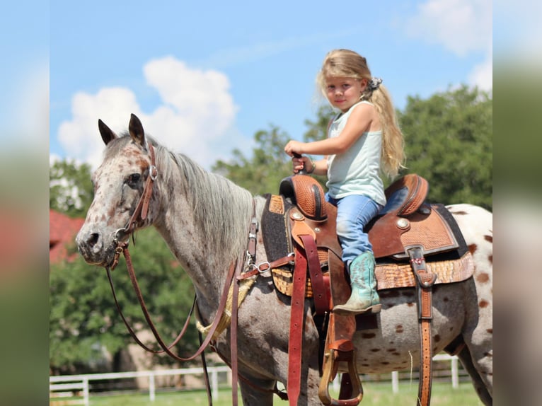 American Quarter Horse Gelding 10 years 12,2 hh Sorrel in Pilot Point TX