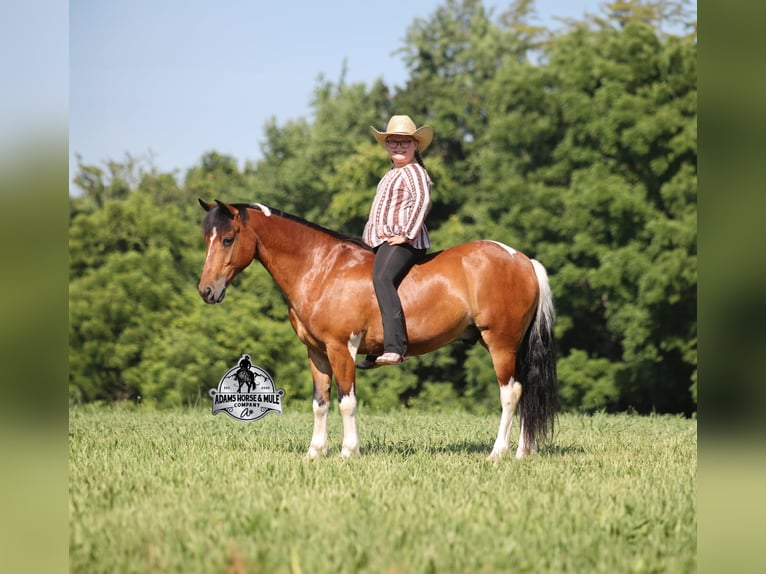 American Quarter Horse Gelding 10 years 12.2 hh Tobiano-all-colors in Gladstone, NJ