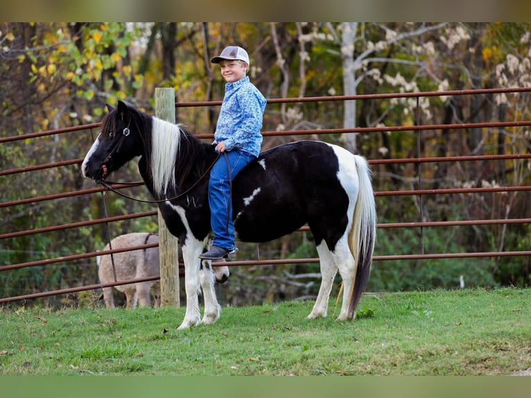 American Quarter Horse Gelding 10 years 12,2 hh Tobiano-all-colors in Santa Fe, TN