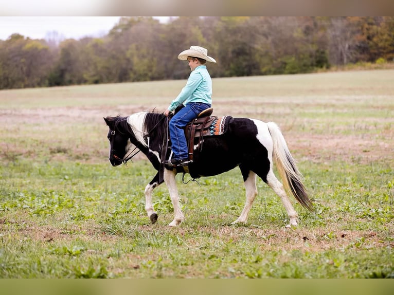 American Quarter Horse Gelding 10 years 12,2 hh Tobiano-all-colors in Santa Fe, TN