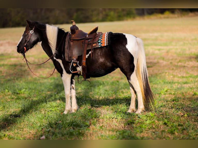 American Quarter Horse Gelding 10 years 12,2 hh Tobiano-all-colors in Santa Fe, TN