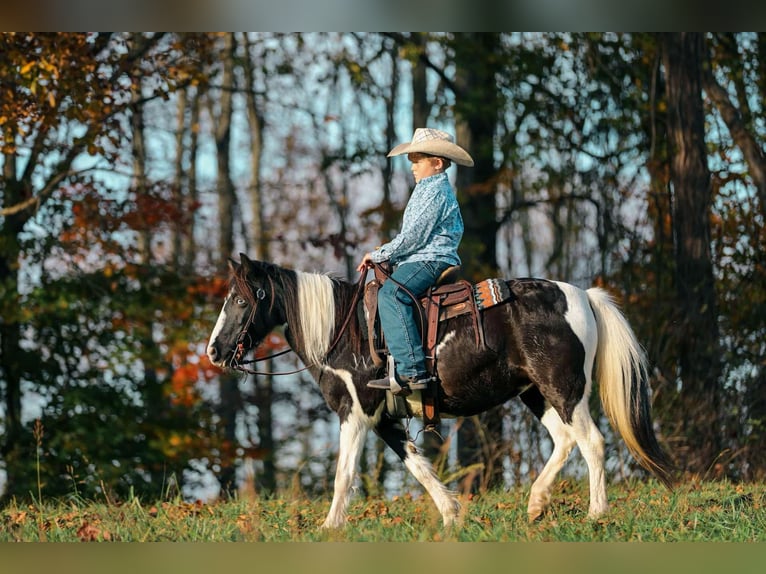 American Quarter Horse Gelding 10 years 12,2 hh Tobiano-all-colors in Santa Fe, TN