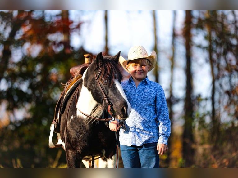 American Quarter Horse Gelding 10 years 12,2 hh Tobiano-all-colors in Santa Fe, TN