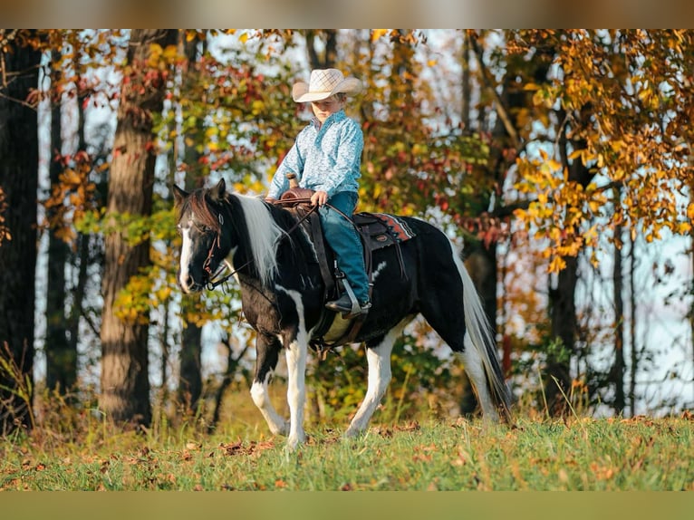 American Quarter Horse Gelding 10 years 12,2 hh Tobiano-all-colors in Santa Fe, TN