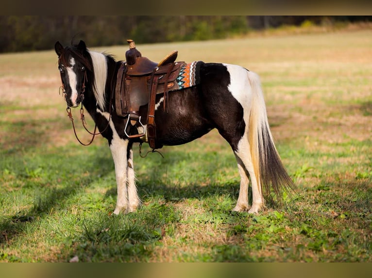 American Quarter Horse Gelding 10 years 12,2 hh Tobiano-all-colors in Santa Fe, TN