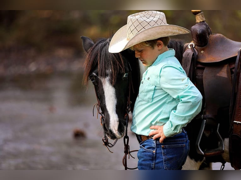 American Quarter Horse Gelding 10 years 12,2 hh Tobiano-all-colors in Santa Fe, TN