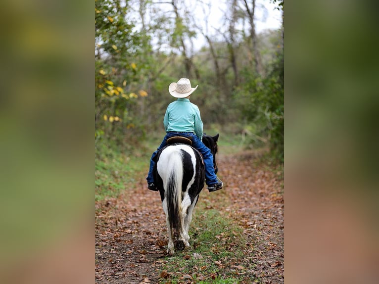 American Quarter Horse Gelding 10 years 12,2 hh Tobiano-all-colors in Santa Fe, TN