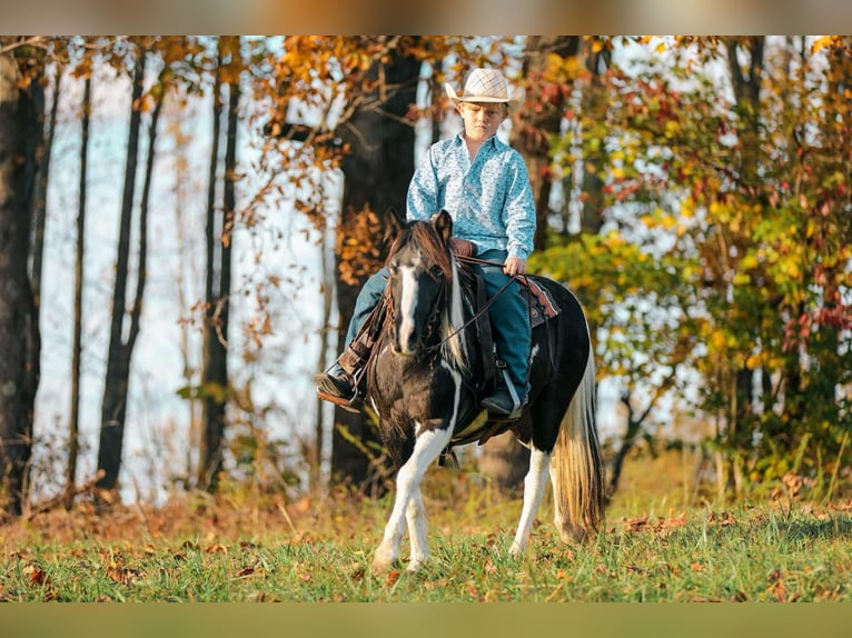 American Quarter Horse Gelding 10 years 12,2 hh Tobiano-all-colors in Santa Fe, TN