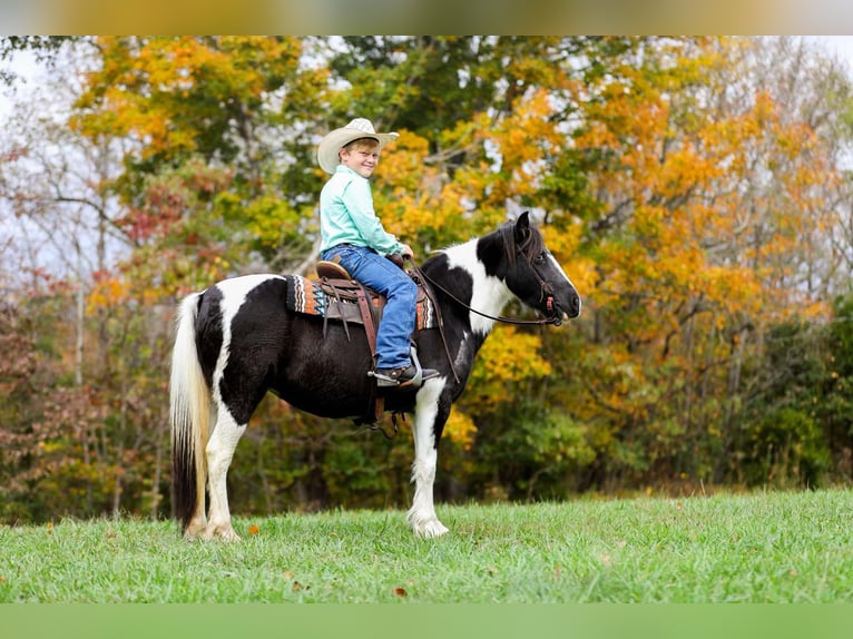 American Quarter Horse Gelding 10 years 12,2 hh Tobiano-all-colors in Santa Fe, TN