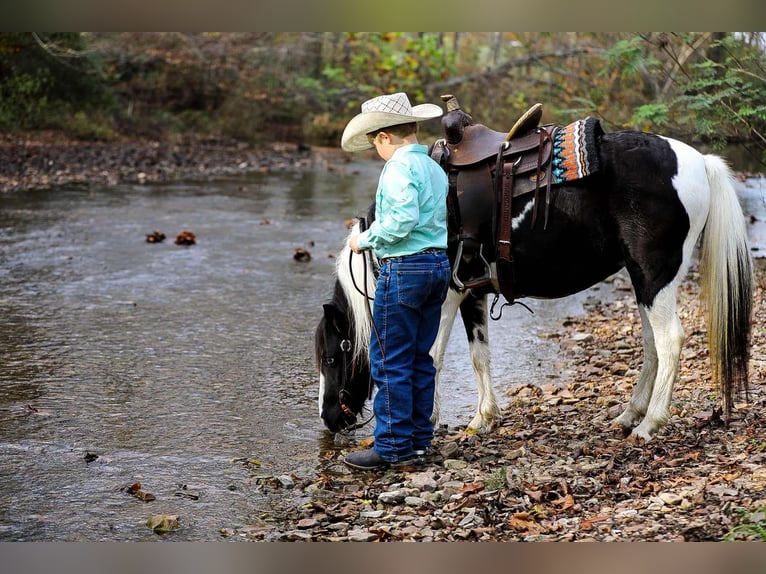 American Quarter Horse Gelding 10 years 12,2 hh Tobiano-all-colors in Santa Fe, TN