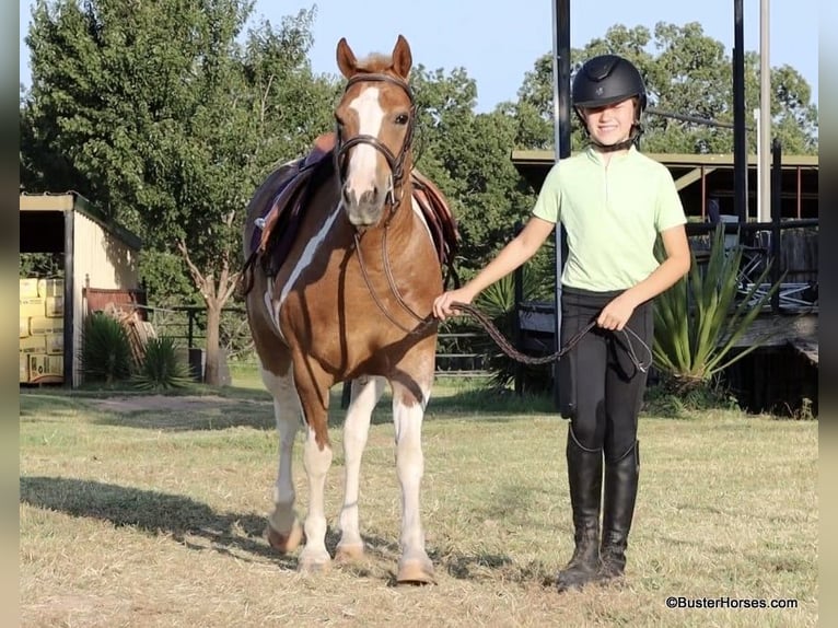 American Quarter Horse Gelding 10 years 12,2 hh Tobiano-all-colors in Weatherford TX