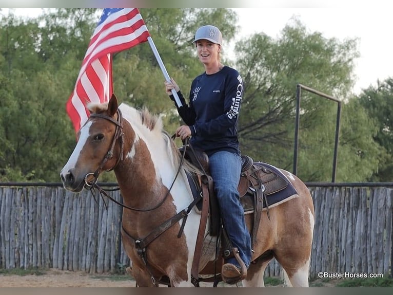 American Quarter Horse Gelding 10 years 12,2 hh Tobiano-all-colors in Weatherford TX