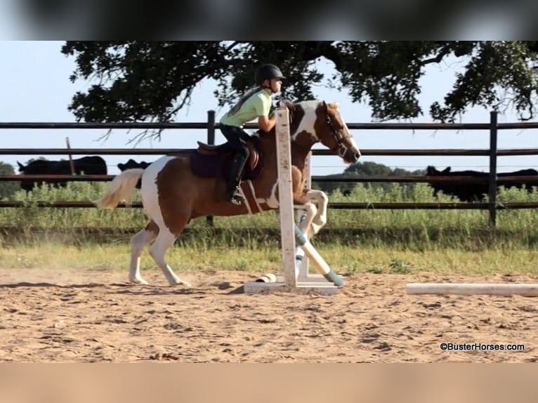 American Quarter Horse Gelding 10 years 12,2 hh Tobiano-all-colors in Weatherford TX