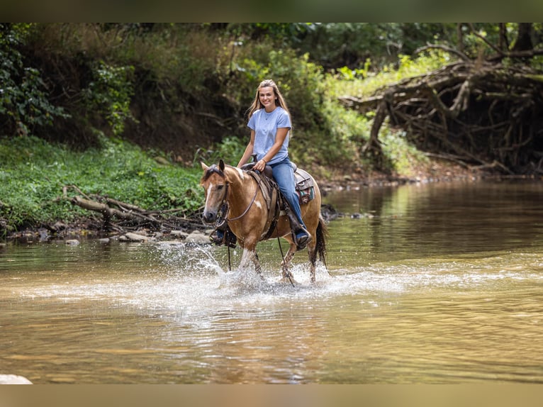 American Quarter Horse Gelding 10 years 12,3 hh Buckskin in Ewing KY