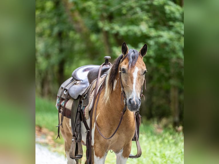 American Quarter Horse Gelding 10 years 12,3 hh Buckskin in Ewing KY