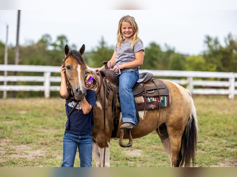 American Quarter Horse Gelding 10 years 12,3 hh Buckskin in Ewing KY