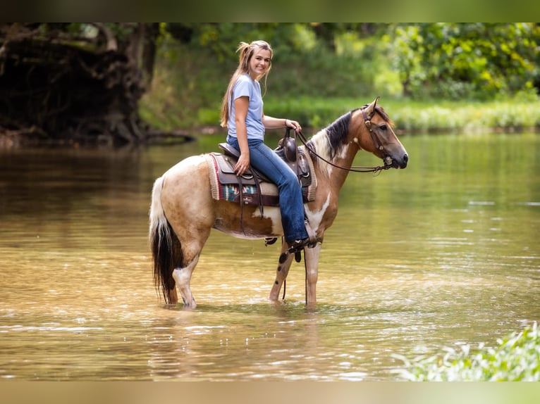 American Quarter Horse Gelding 10 years 12,3 hh Buckskin in Ewing KY