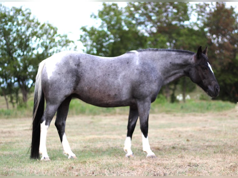 American Quarter Horse Gelding 10 years 13,1 hh Roan-Blue in Madill, OK