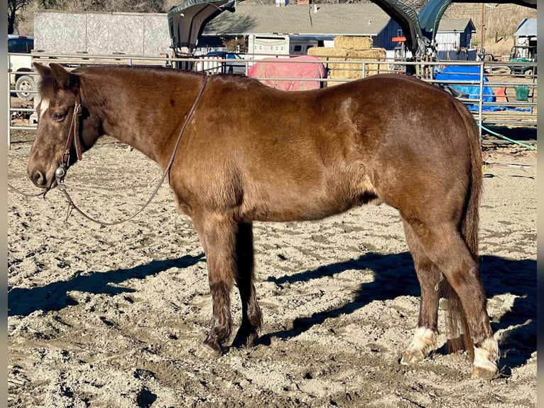 American Quarter Horse Gelding 10 years 13,2 hh Brown in Bitterwater CA