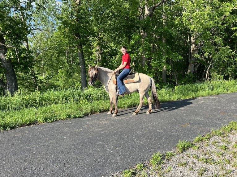 American Quarter Horse Gelding 10 years 13,2 hh Grullo in lisbon IA