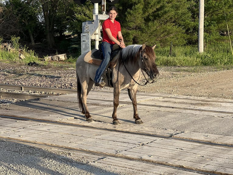 American Quarter Horse Gelding 10 years 13,2 hh Grullo in lisbon IA