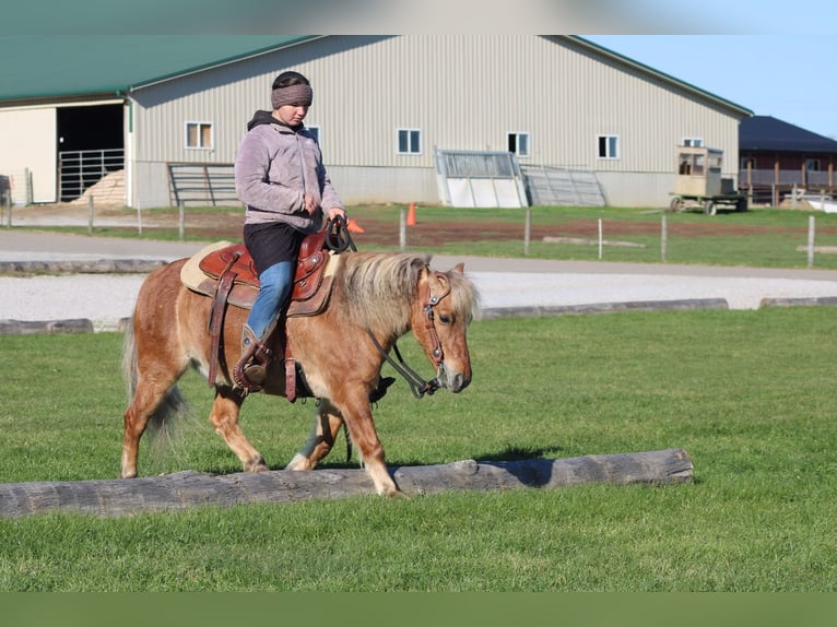 American Quarter Horse Mix Gelding 10 years 13 hh Buckskin in Millersburg