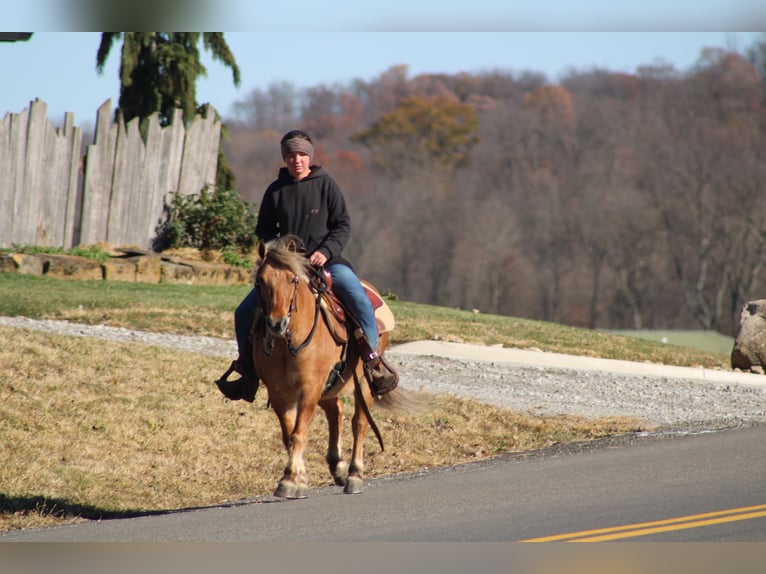American Quarter Horse Mix Gelding 10 years 13 hh Buckskin in Millersburg