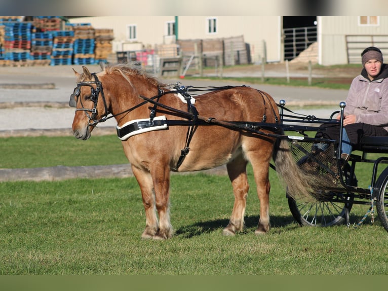 American Quarter Horse Mix Gelding 10 years 13 hh Buckskin in Millersburg