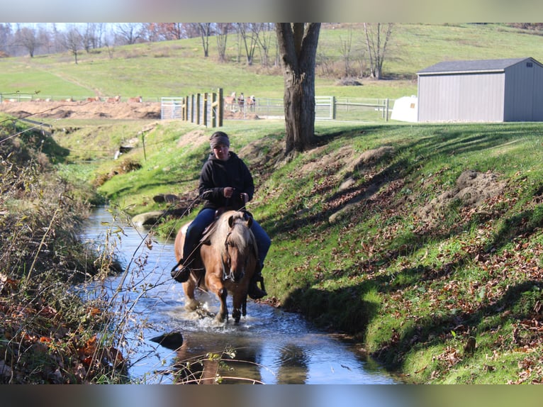 American Quarter Horse Mix Gelding 10 years 13 hh Buckskin in Millersburg